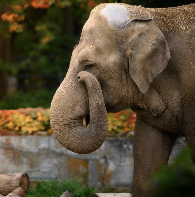 Elephant Sanctuary